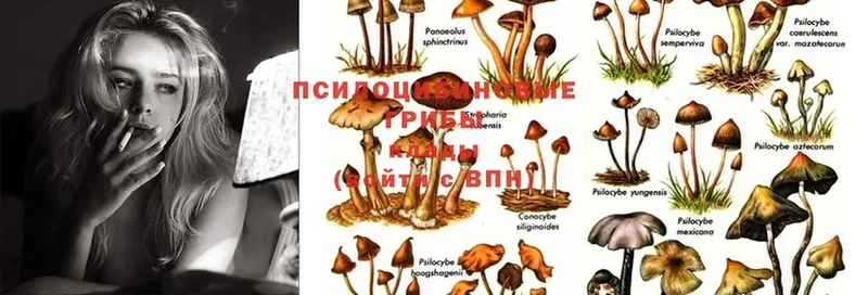 Псилоцибиновые грибы MAGIC MUSHROOMS  OMG сайт  Дмитров 